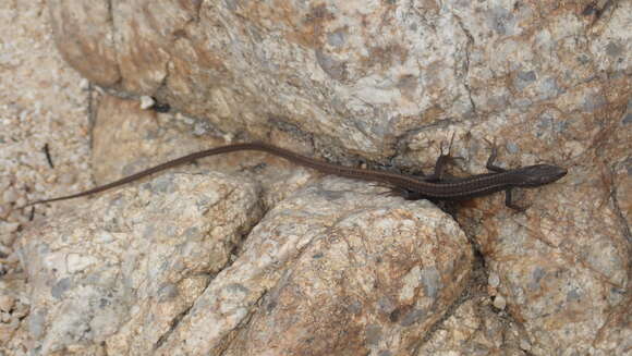 Image of Asian Grass Lizard