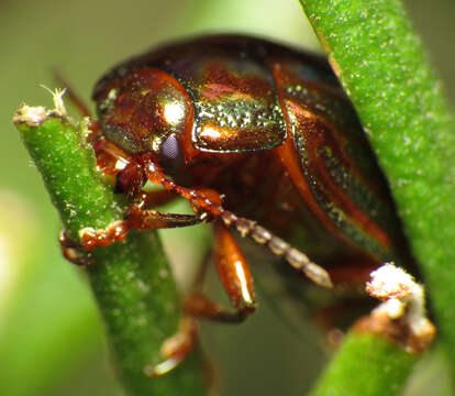 Image of Chrysolina americana