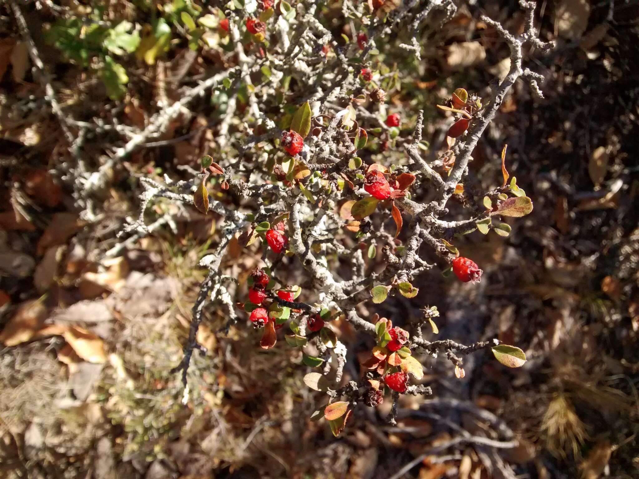 Malacomeles denticulata (Kunth) G. N. Jones的圖片