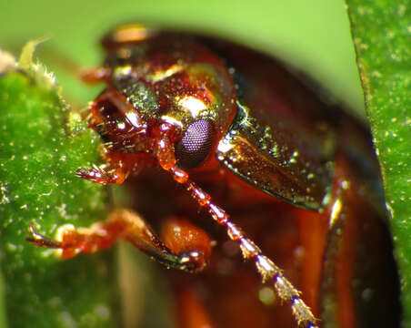 Image of Chrysolina americana