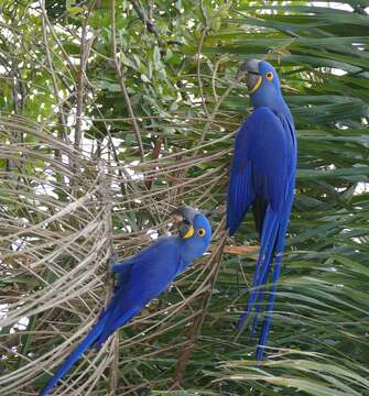 Image of Hyacinth Macaw