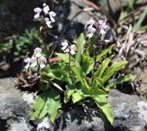 Image of Stenoglottis longifolia Hook. fil.