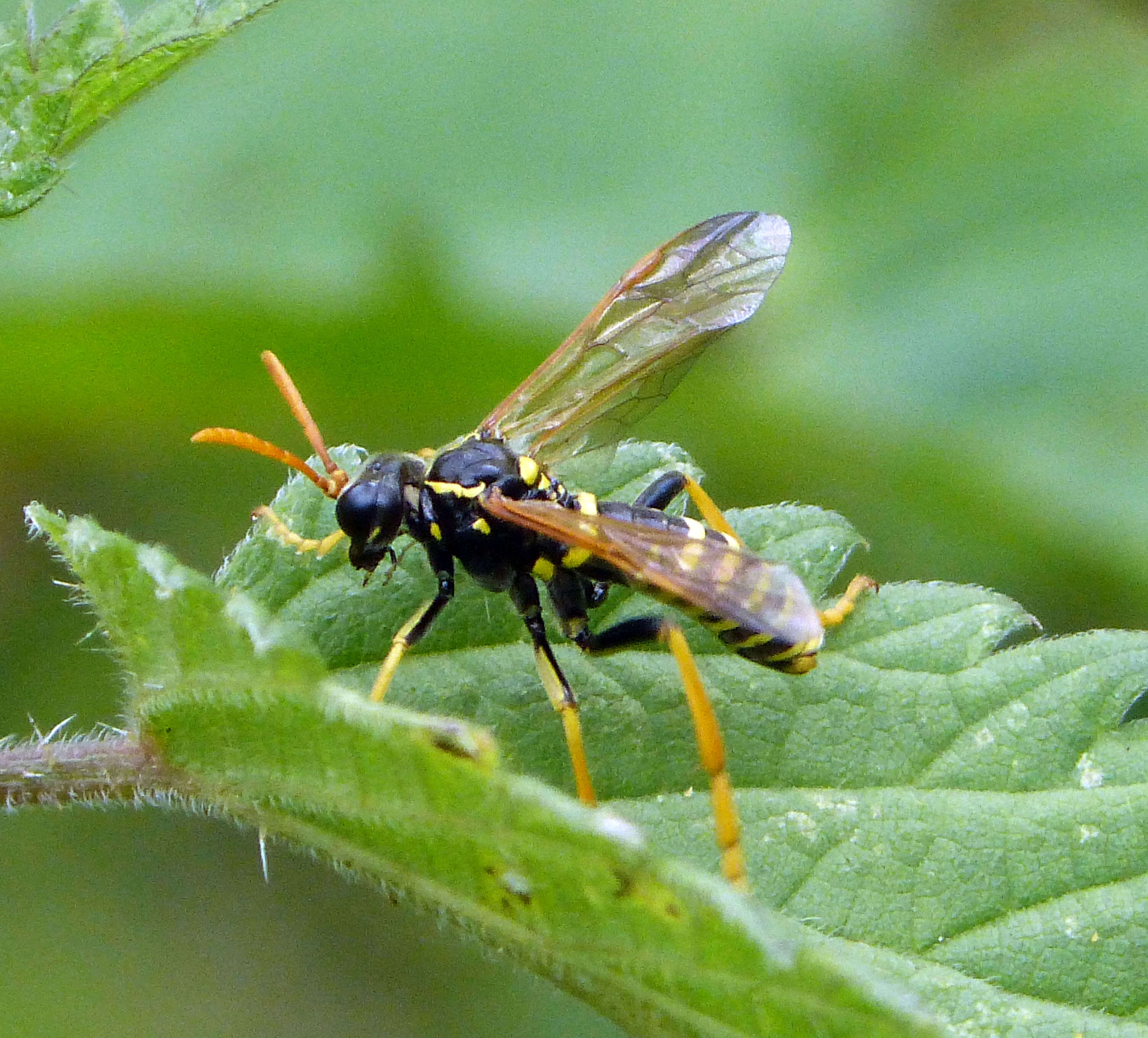 Image of <i>Tenthredo scrophulariae</i>