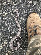 Image of Columbian Red Tail Boa