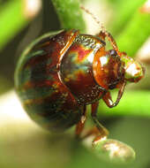 Image of Chrysolina americana