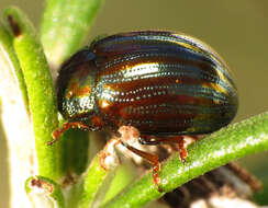 Image of Chrysolina americana