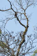 Image of Rufous-thighed Kite