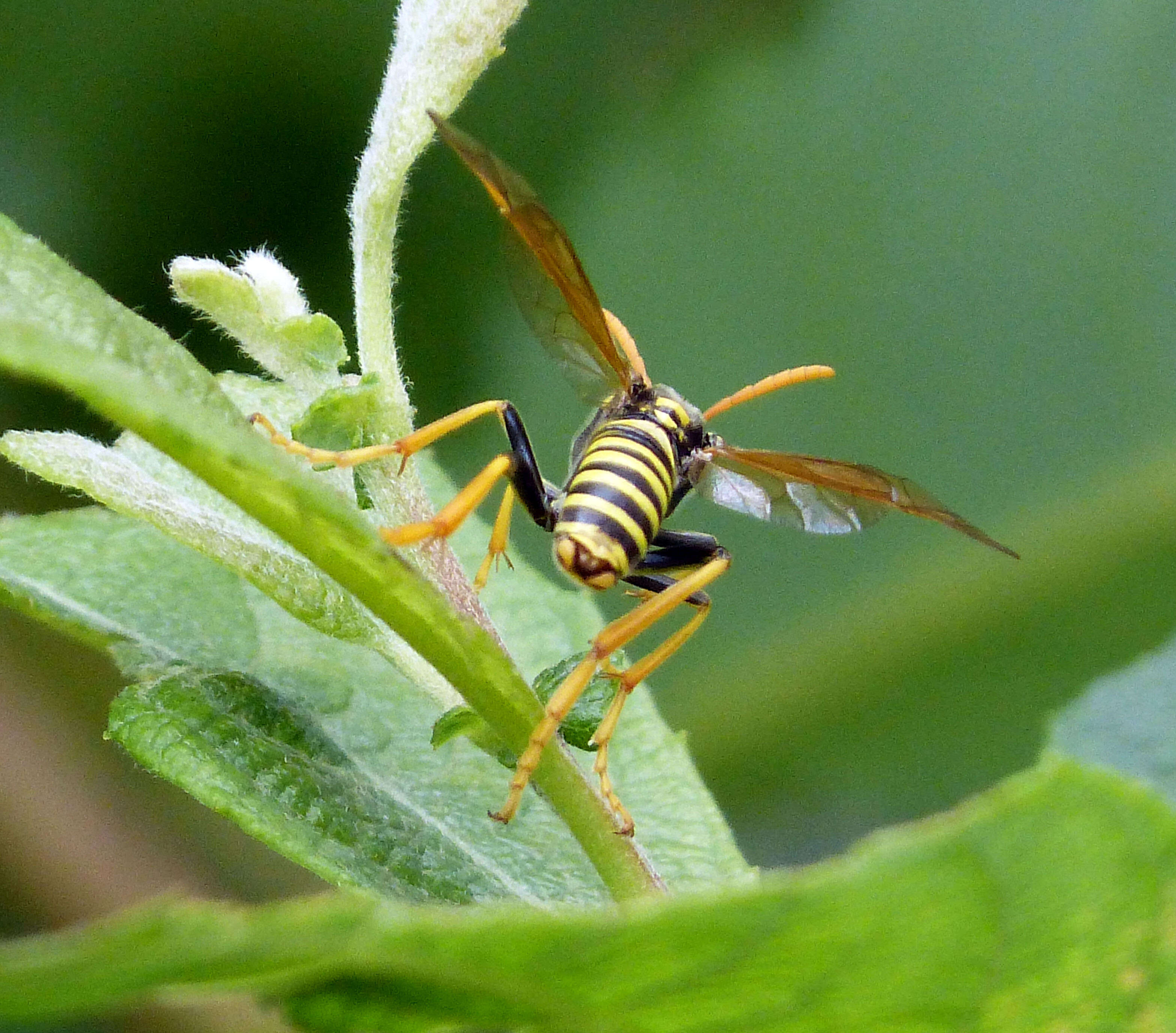 صورة <i>Tenthredo scrophulariae</i>