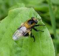 Volucella bombylans (Linnaeus 1758) resmi