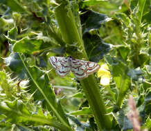 Image of Nymphula nitidulata