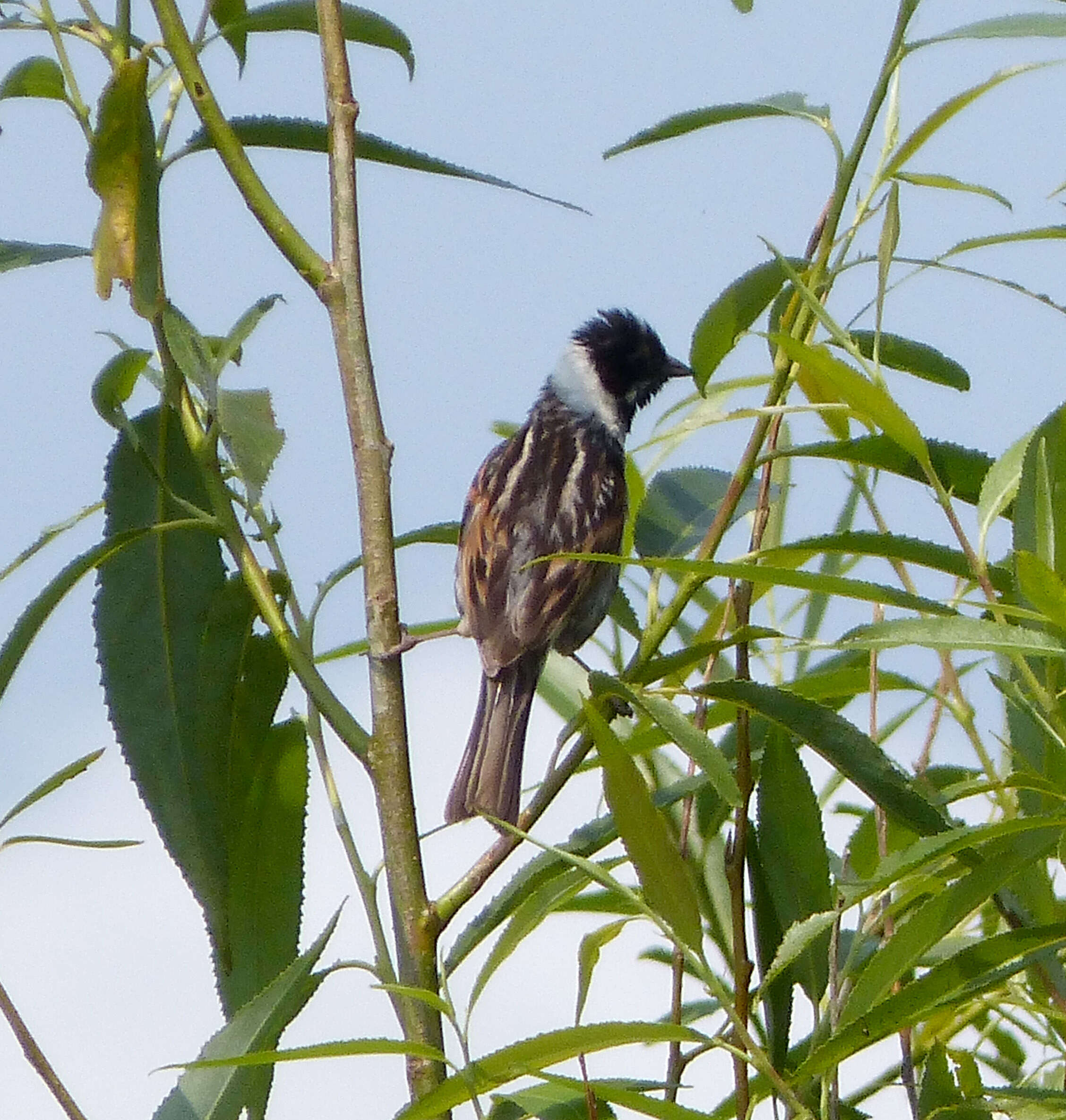 Image of Common Reed Bunting