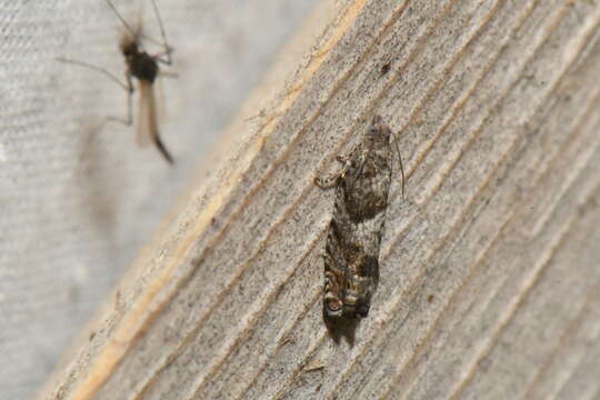 Image of Epinotia solicitana Walker 1863