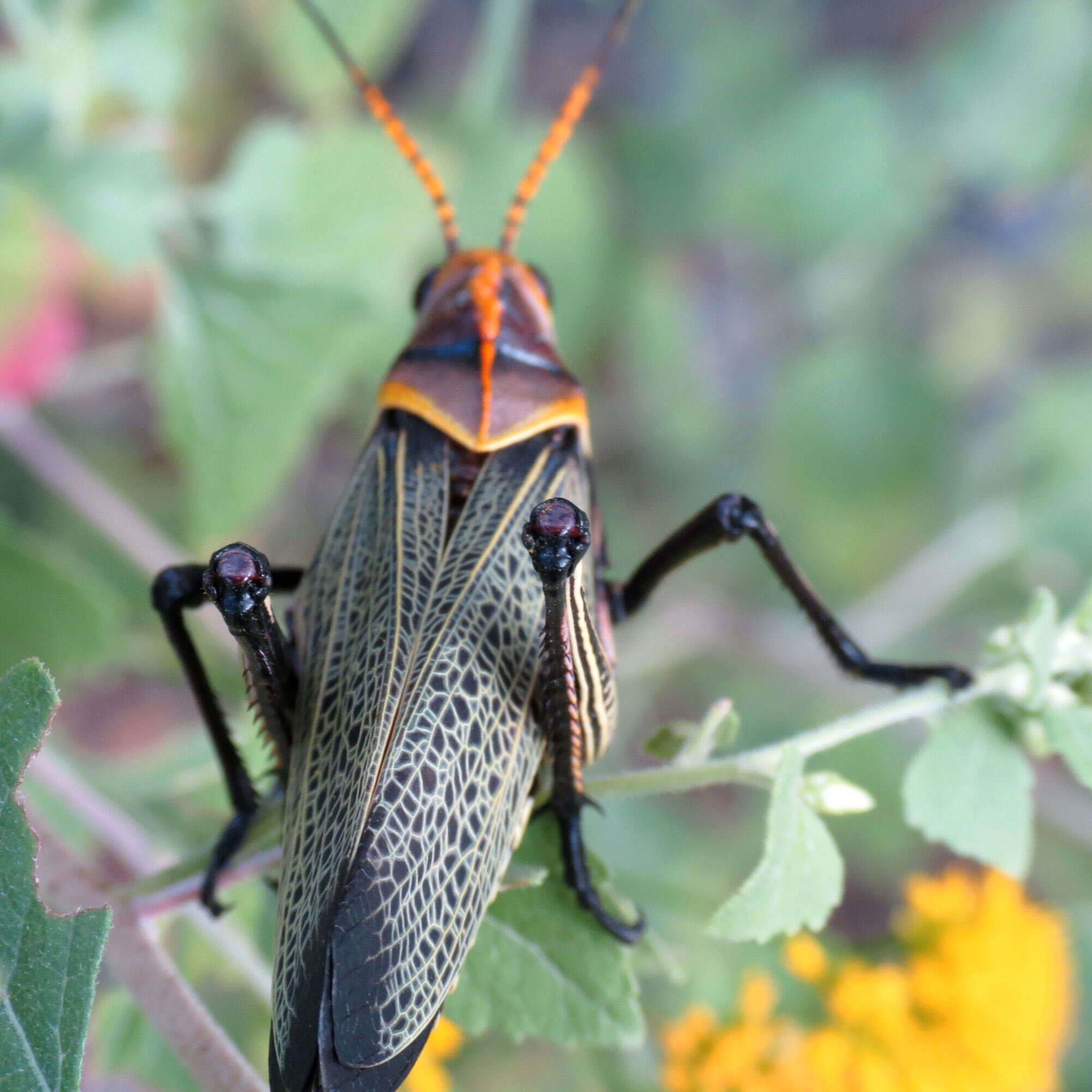 Image of Horse Lubber