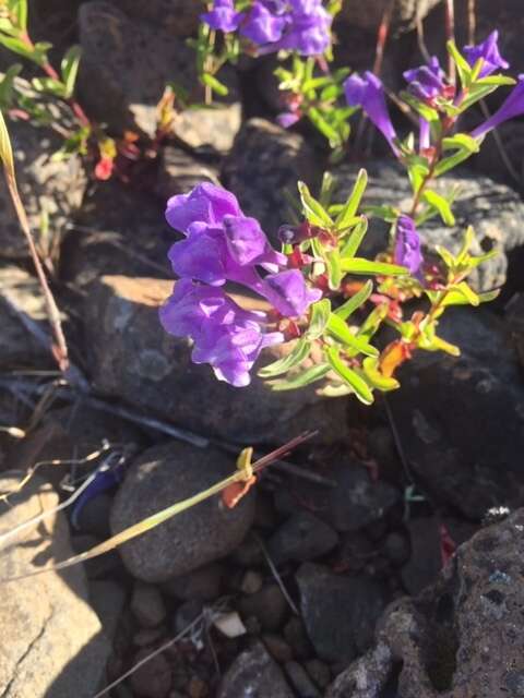 Image of narrowleaf skullcap