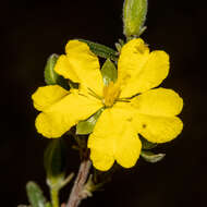 Plancia ëd Hibbertia australis N. A. Wakefield