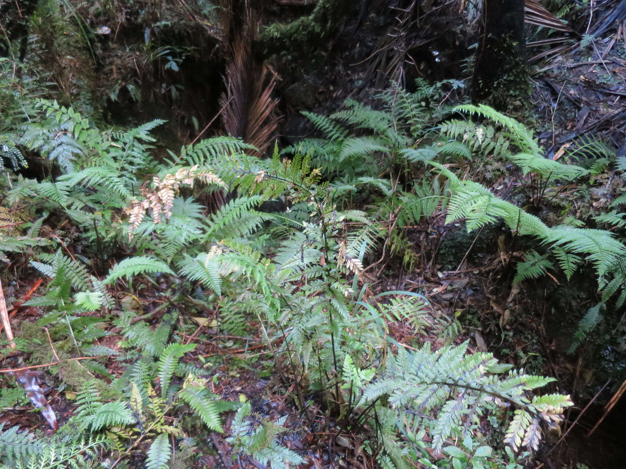 Image of Asplenium bulbiferum Forst.