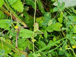 Plancia ëd Platycleis albopunctata albopunctata (Goeze 1778)