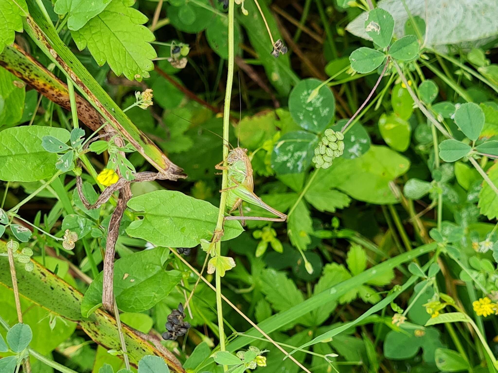 Plancia ëd Platycleis albopunctata albopunctata (Goeze 1778)