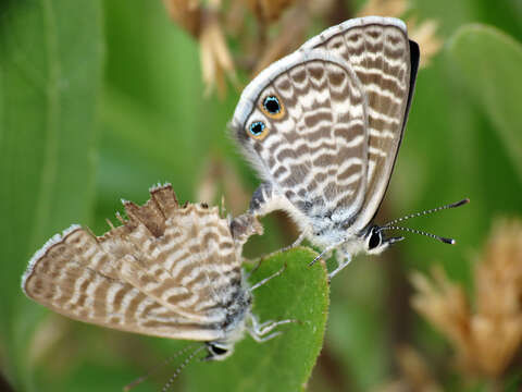 Image of Marine Blue