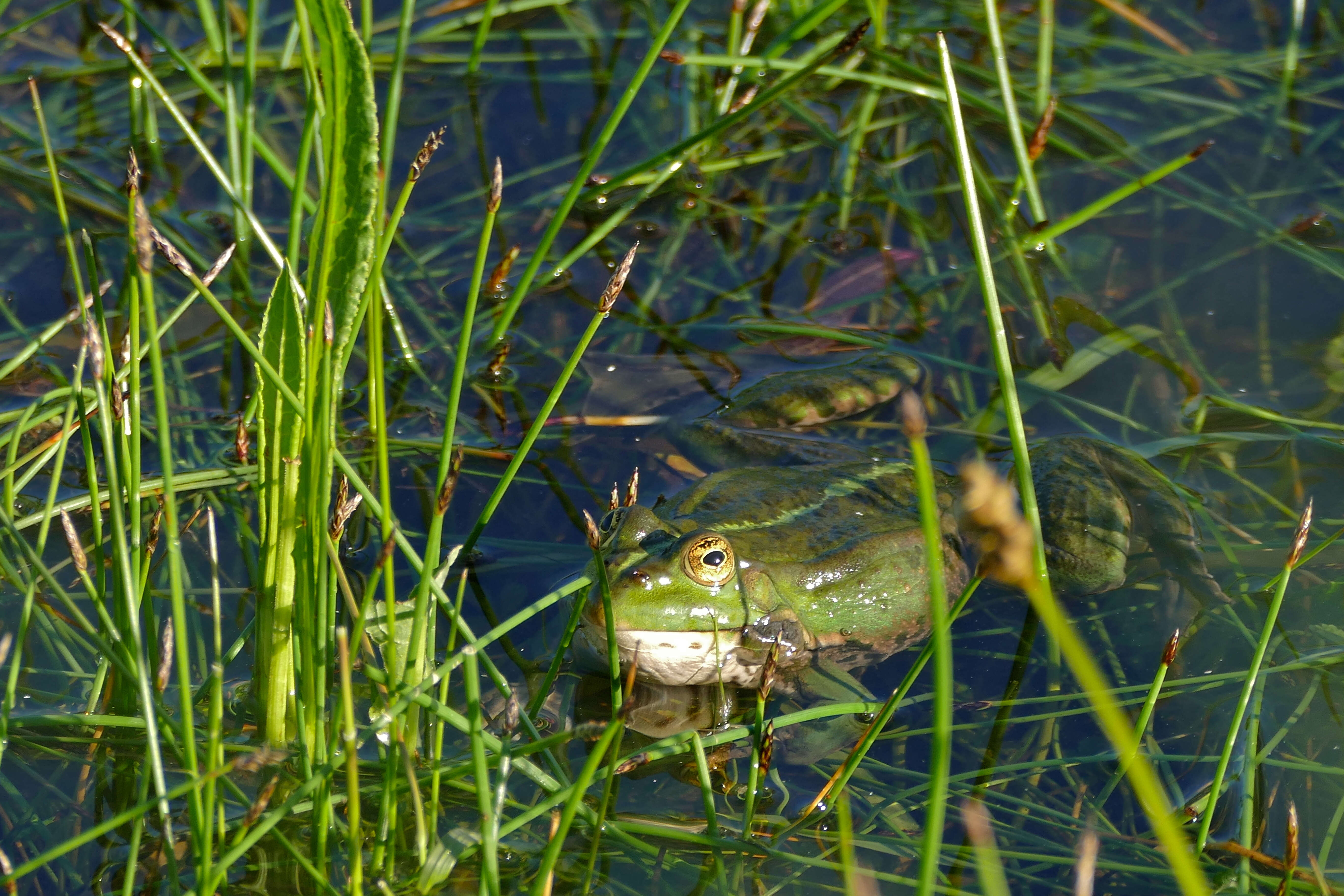 Image of Eurasian Marsh Frog