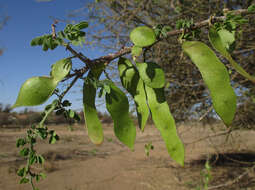 Sivun Senegalia mellifera subsp. detinens (Burch.) Kyal. & Boatwr. kuva