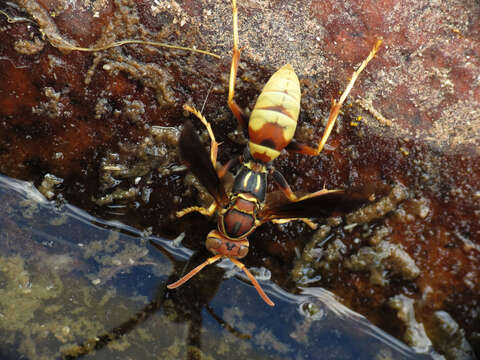 Image of Polistes dorsalis (Fabricius 1775)