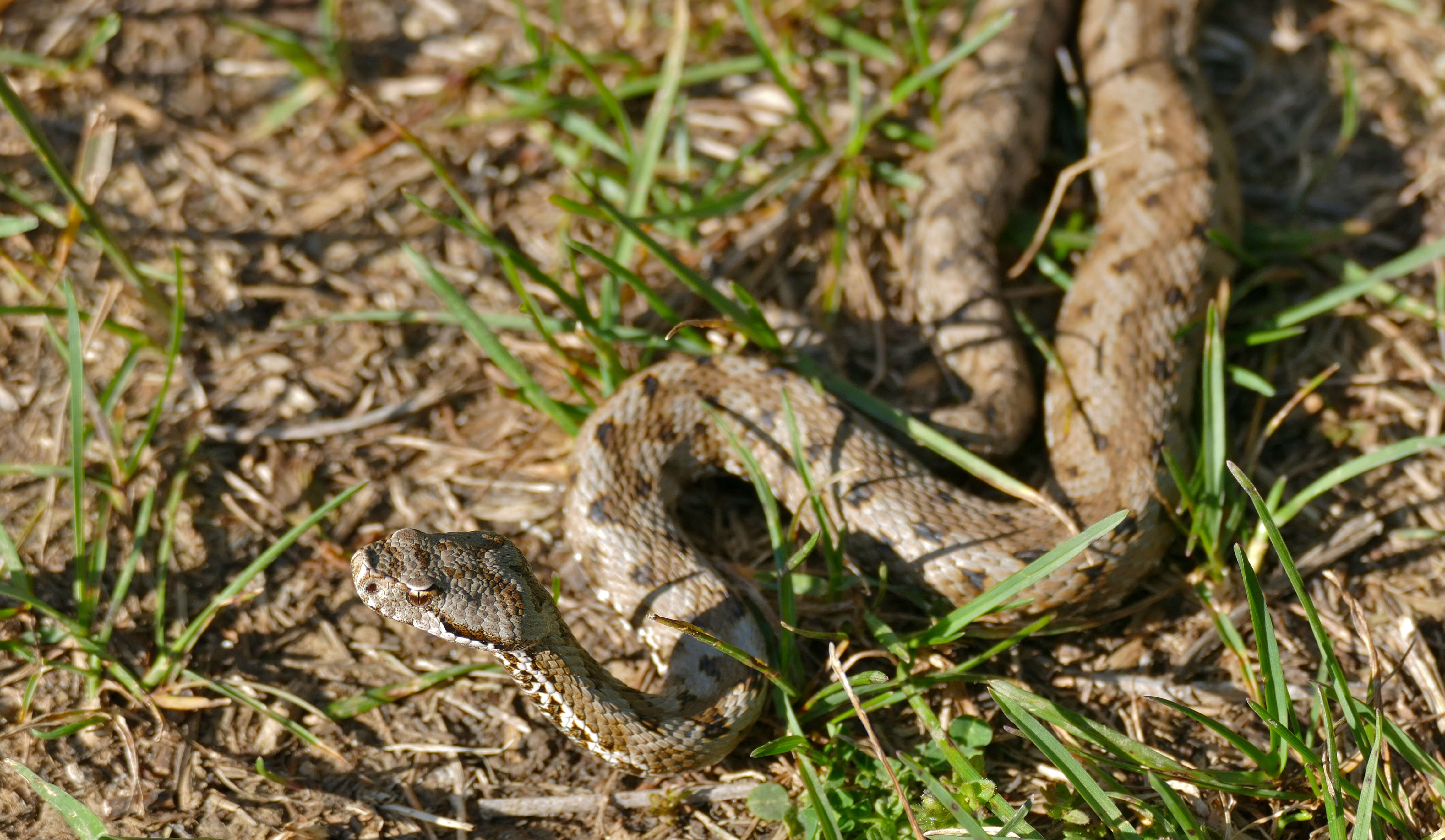 صورة Vipera aspis zinnikeri Kramer 1958