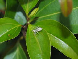 Image of Jumping spider