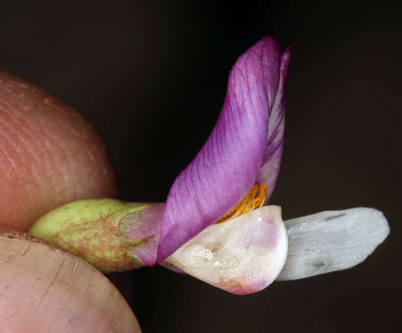 Image of Astragalus oophorus var. oophorus