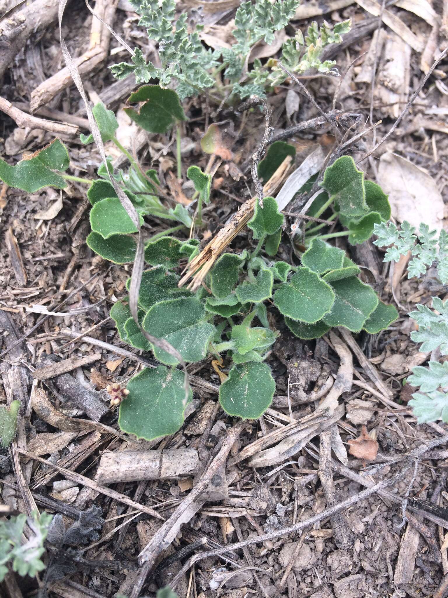 Image of peonyleaf woodsorrel