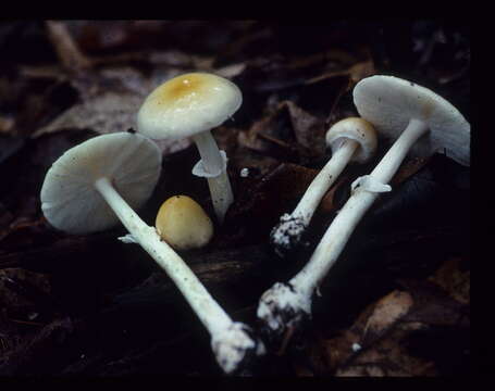 Image de Amanita multisquamosa Peck 1901