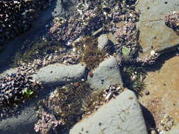 Image of Isactinia olivacea (Hutton 1879)