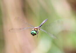 صورة Somatochlora flavomaculata (Vander Linden 1825)