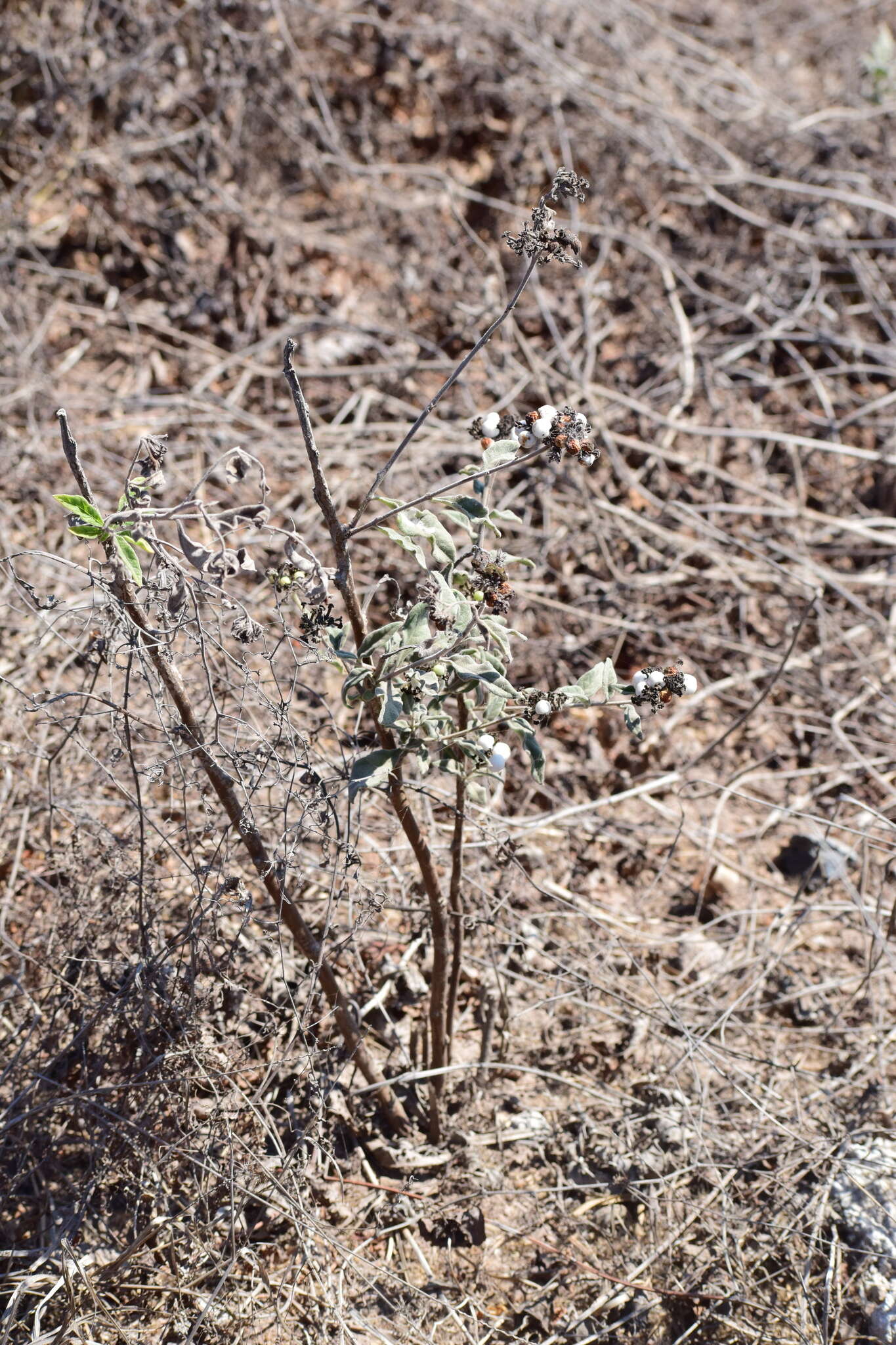 Image of Tournefortia hartwegiana Steud.