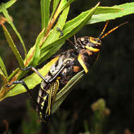 Image of Horse Lubber