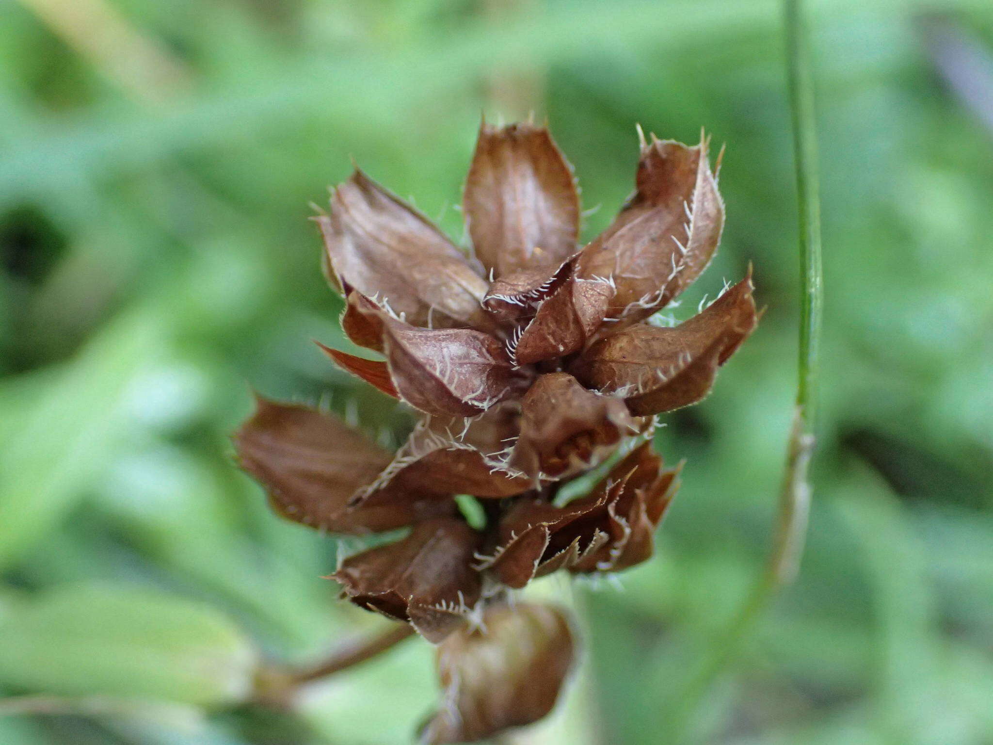 Image of Prunella hyssopifolia L.