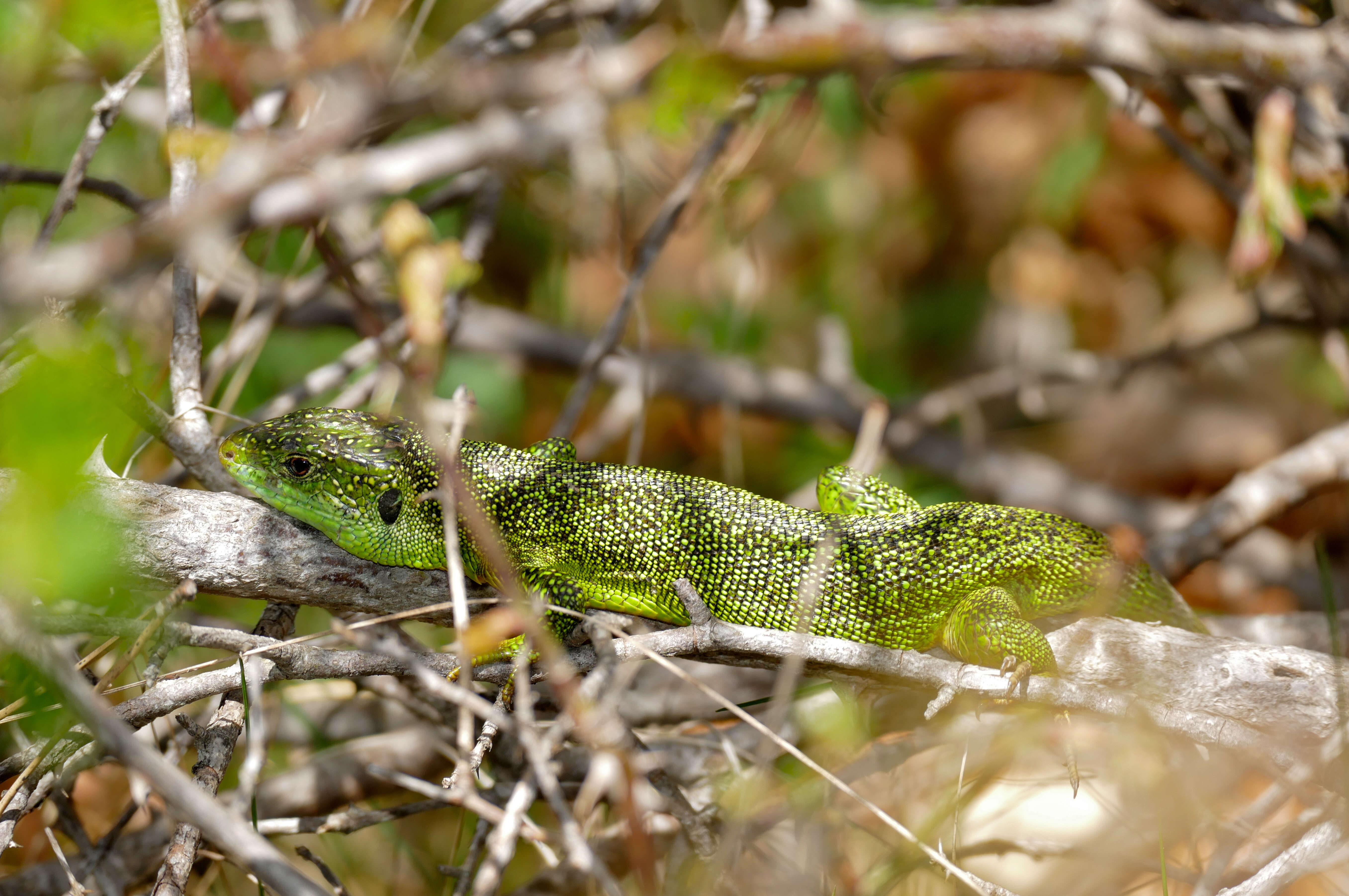 Image of Western Green Lizard