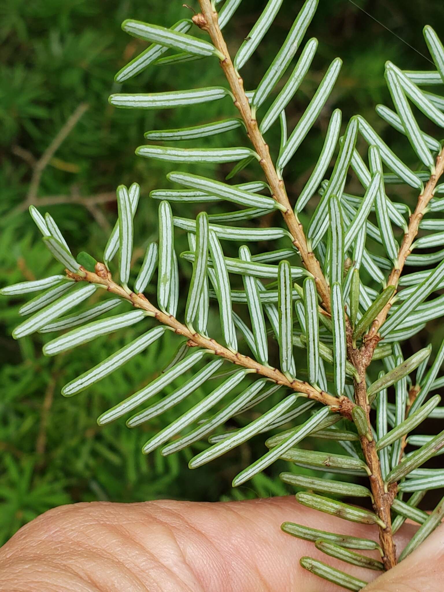 Image of Carolina Hemlock