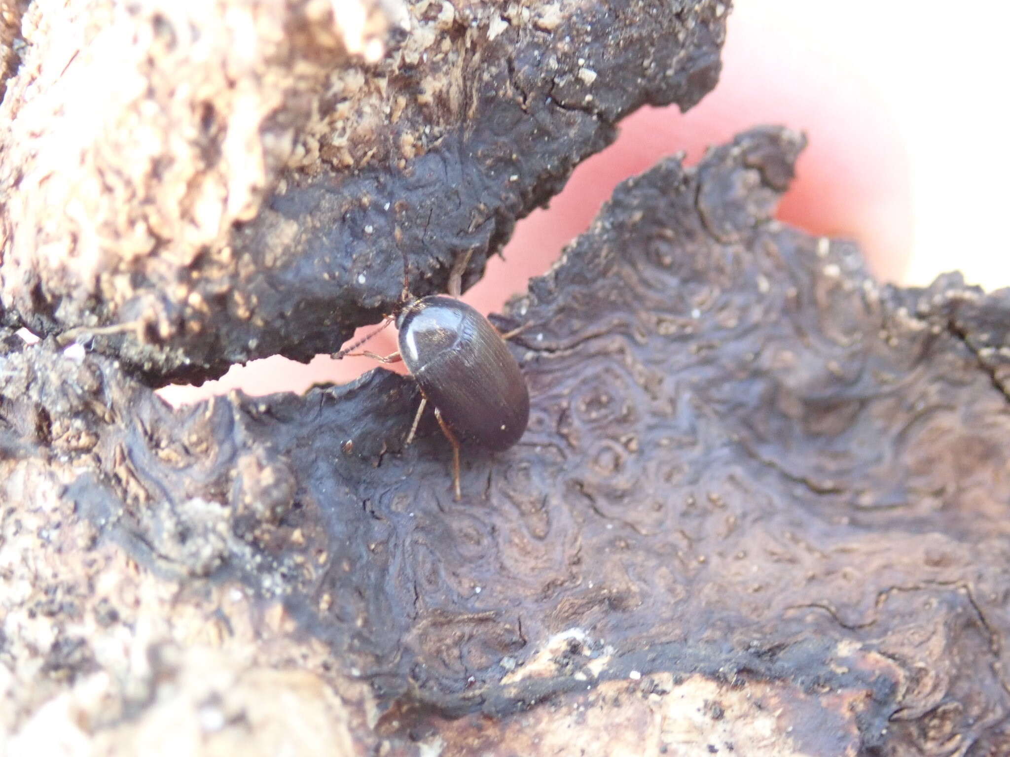 Sivun Eustrophopsis bicolor (Fabricius 1798) kuva