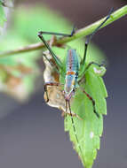 Image of Scudder's bush katydids