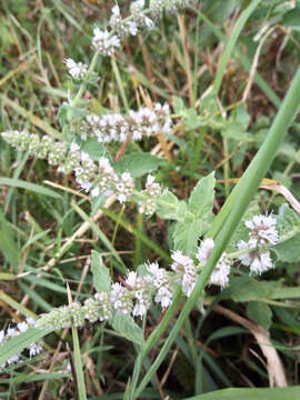 Imagem de Mentha spicata subsp. condensata (Briq.) Greuter & Burdet