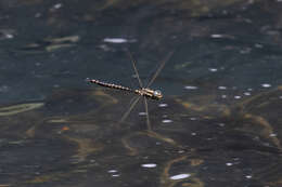 Image of Spinaeschna tripunctata (Martin 1901)