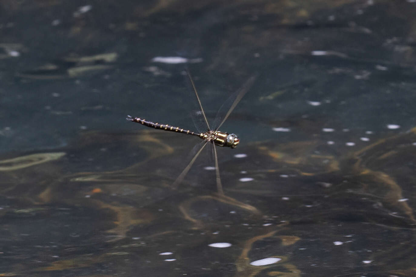 Image of Spinaeschna tripunctata (Martin 1901)