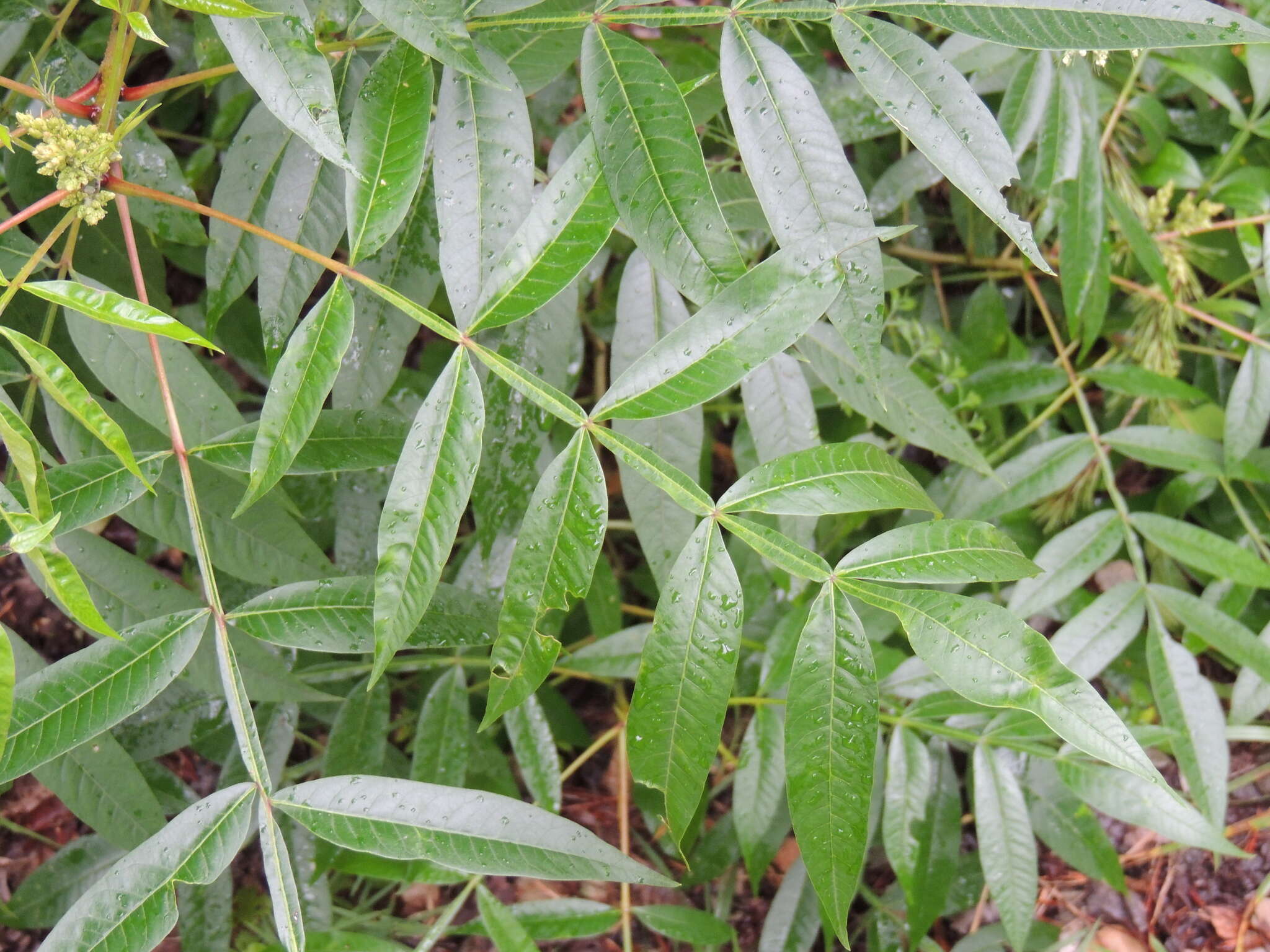 Rhus copallina L. resmi