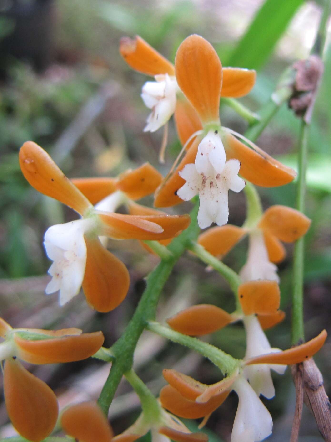 Image of Epidendrum polyanthum Lindl.