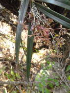 Image of Epidendrum anisatum Lex.