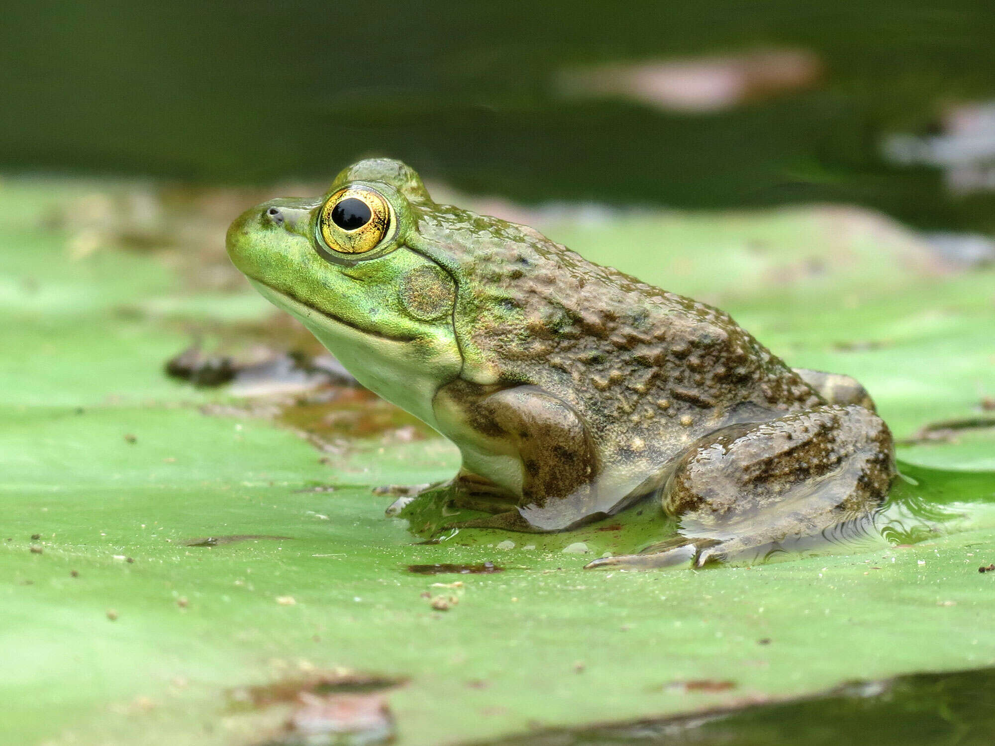 Image of American Bullfrog