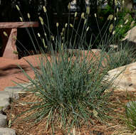 Image of blue moor grass