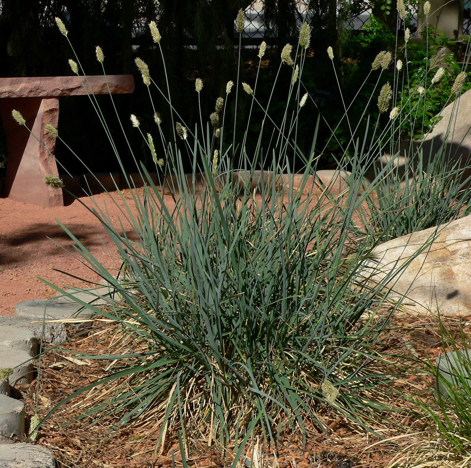 Image of blue moor grass