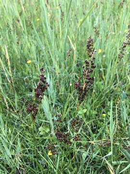 Image of Juncus anceps La Harpe